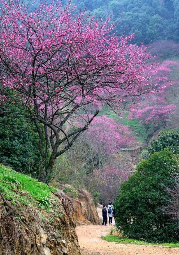 裙上繁花